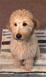 McCoy Puppies